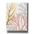 Desert Coral II  by Grace Popp Canvas Wall Art on Sale