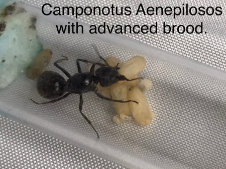 Brood Boost Camponotus Aeneopilosus Gold tailed Sugar Ant Fashion