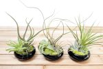 Wholesale: Fully Assembled Tillandsia Air Plant Garden in Black Glazed Dish [Min Order 12] Cheap