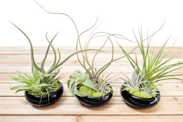 Wholesale: Fully Assembled Tillandsia Air Plant Garden in Black Glazed Dish [Min Order 12] Cheap