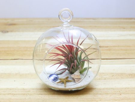 Hanging Beach Tillandsia Air Plant Terrarium with Flat Bottom - Includes White Sand, Shells, & Air Plant on Sale