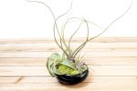 Wholesale: Fully Assembled Tillandsia Air Plant Garden in Black Glazed Dish [Min Order 12] Cheap