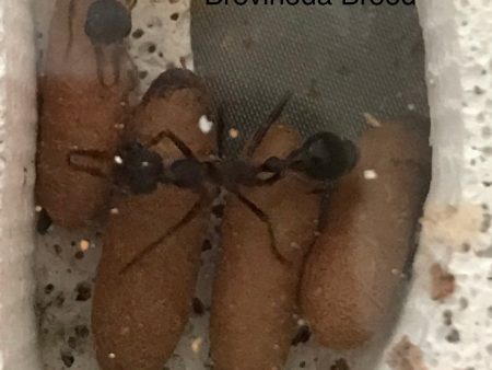 Brood Boost Myrmecia Brevinoda For Discount