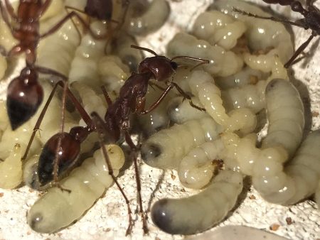 Brood Boost Myrmecia Gulosa Supply