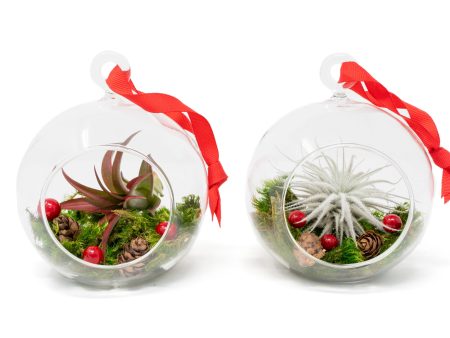 Hanging Festive Forest Tillandsia Air Plant Terrarium with Flat Bottom - Includes Mood Moss, Pinecones, Ribbon & Custom Air Plant Cheap