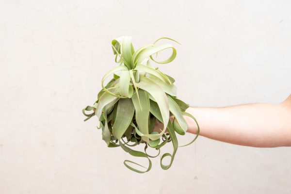 Wholesale: Jumbo Tillandsia Streptophylla Air Plants [Min Order 12] on Sale