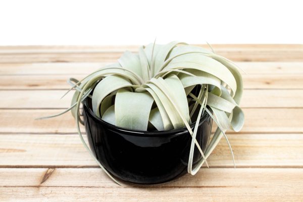 Wholesale: Black Glazed Terracotta Pot for Tillandsia Xerographica & Large Plant Assortments [Min Order 12] For Cheap