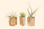 Trio of Small Driftwood Containers with Assorted Tillandsia Air Plants [3 Pack] on Sale