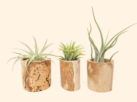 Trio of Small Driftwood Containers with Assorted Tillandsia Air Plants [3 Pack] on Sale