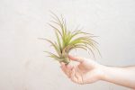 Wholesale: XL Tillandsia Abdita Air Plants   7-9 Inches Tall [Min Order 12] For Sale