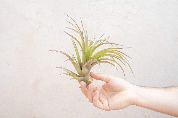 Wholesale: XL Tillandsia Abdita Air Plants   7-9 Inches Tall [Min Order 12] For Sale