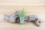 Tillandsia Ionantha Collection of 3 Air Plants Online Hot Sale