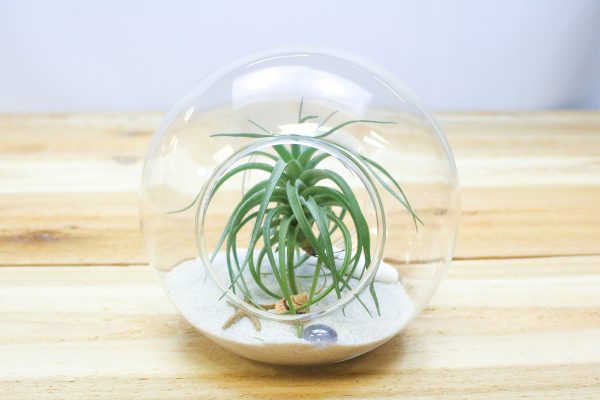 Large Beach Terrarium with Tillandsia Air Plant & White Sand Hot on Sale