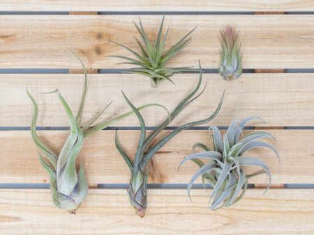 Wholesale: Beginner Friendly Collection of Tillandsia Air Plants [Min Order 12] Online now