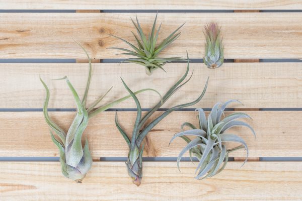 Wholesale: Beginner Friendly Collection of Tillandsia Air Plants [Min Order 12] Online now