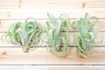 Wholesale: Tillandsia Curly Slim Air Plants - Large Variant [Min Order 12] on Sale