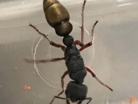 Ant queen Myrmecia Fulvipes Cheap