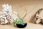 Wholesale: Fully Assembled Tillandsia Air Plant Garden in Black Glazed Dish [Min Order 12] Cheap