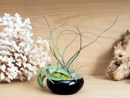 Wholesale: Fully Assembled Tillandsia Air Plant Garden in Black Glazed Dish [Min Order 12] Cheap