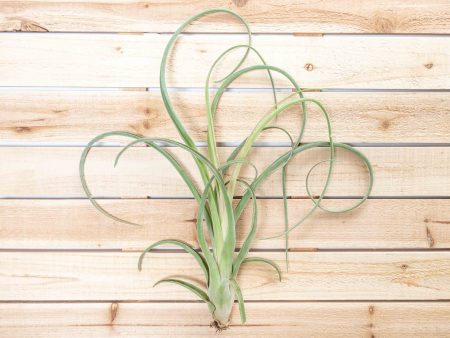 Wholesale: Tillandsia Curly Slim Air Plants - Large Variant [Min Order 12] on Sale