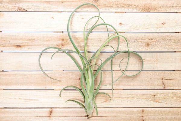 Wholesale: Tillandsia Curly Slim Air Plants - Large Variant [Min Order 12] on Sale