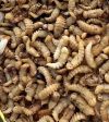 live meal worms 25 grams or 100 grams or Bulk Supply