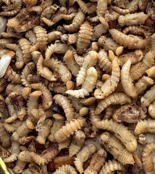 live meal worms 25 grams or 100 grams or Bulk Supply