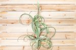 Wholesale: Tillandsia Curly Slim Air Plants - Large Variant [Min Order 12] on Sale