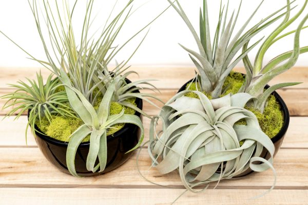 Wholesale: Large Fully Assembled Air Plant Bowl Garden [Min Order 6] Hot on Sale