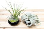 Wholesale: Mini Black Glazed Tillandsia Air Plant Dish [Min Order 12] Sale