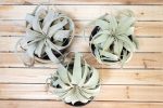 Wholesale: Black Glazed Terracotta Pot with Tillandsia Xerographica Air Plant [Min Order 12] Online