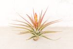 Wholesale: Tillandsia Concolor Air Plants [Min Order 12] Cheap