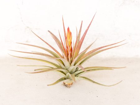 Wholesale: Tillandsia Concolor Air Plants [Min Order 12] Cheap