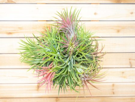 Wholesale: Tillandsia Ionantha Rubra Hanging Clusters with String for Hanging [Min Order 12] Sale