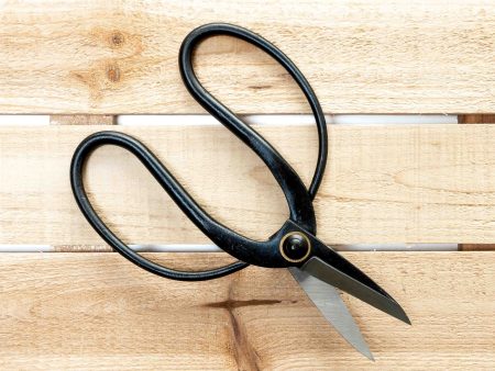 Bonsai-Style Pruning Scissors for Tillandsia Air Plants Supply