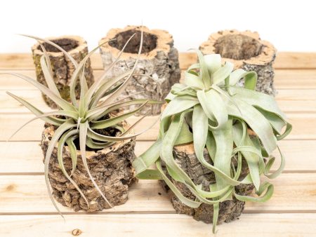 Wholesale: Natural Cork Bark Planters with Choice of Tillandsia Air Plants Supply