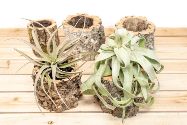 Wholesale: Natural Cork Bark Planters with Choice of Tillandsia Air Plants Supply