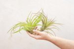 Wholesale: XL Tillandsia Abdita Air Plants   7-9 Inches Tall [Min Order 12] For Sale