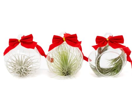 Wholesale: Mini Velvet Bow Terrarium with Assorted Tillandsia Air Plant [Min Order 12] Hot on Sale