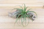 Wholesale: Tillandsia Concolor Air Plants [Min Order 12] Cheap