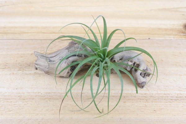 Wholesale: Tillandsia Concolor Air Plants [Min Order 12] Cheap