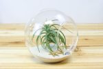 Large Beach Terrarium with Tillandsia Air Plant & White Sand Hot on Sale