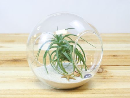 Large Beach Terrarium with Tillandsia Air Plant & White Sand Hot on Sale