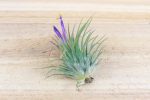 Tillandsia Ionantha Collection of 3 Air Plants Online Hot Sale