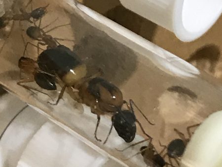 Ant Queen Camponotus Consobrinus  Sugar Ant Online now