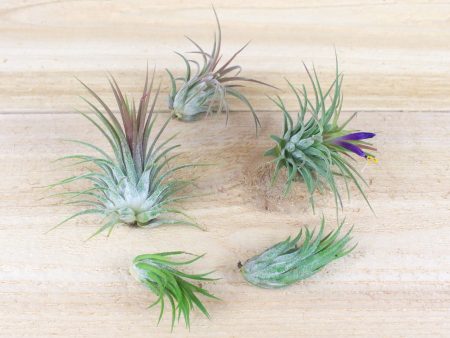 Tillandsia Ionantha Collection of 3 Air Plants Online Hot Sale