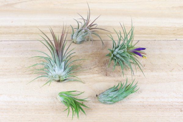 Tillandsia Ionantha Collection of 3 Air Plants Online Hot Sale