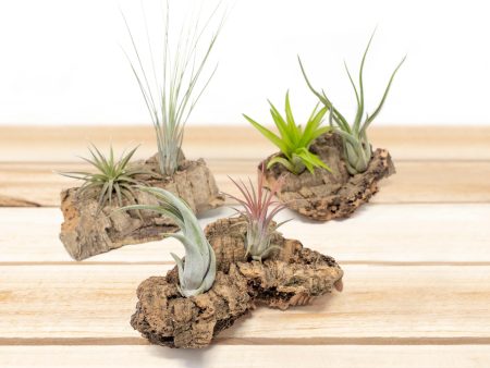 Wholesale: Small Tabletop Cork Bark Display with 2 Tillandsia Air Plants [Min Order 12] on Sale