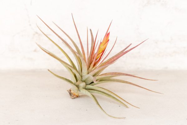 Wholesale: Tillandsia Concolor Air Plants [Min Order 12] Cheap