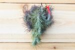 Wholesale: Tillandsia Funckiana Large Hanging Clusters [Min Order 12] Cheap